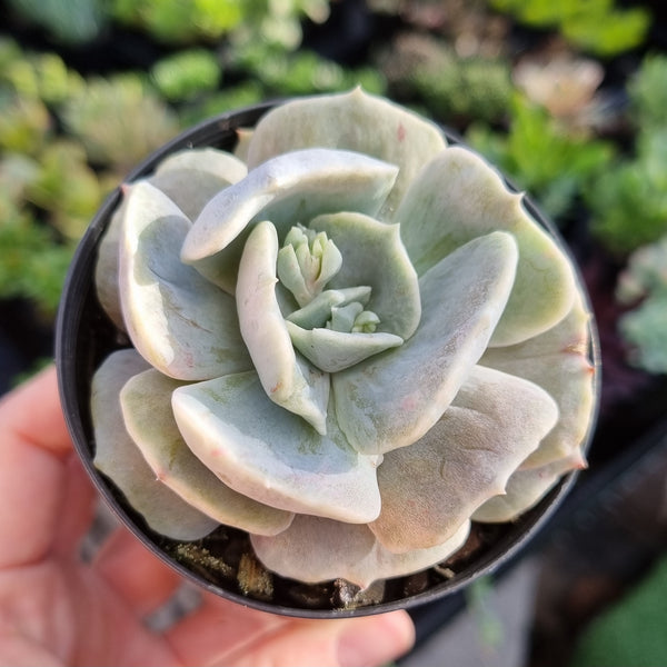 Echeveria lilacina monstrose