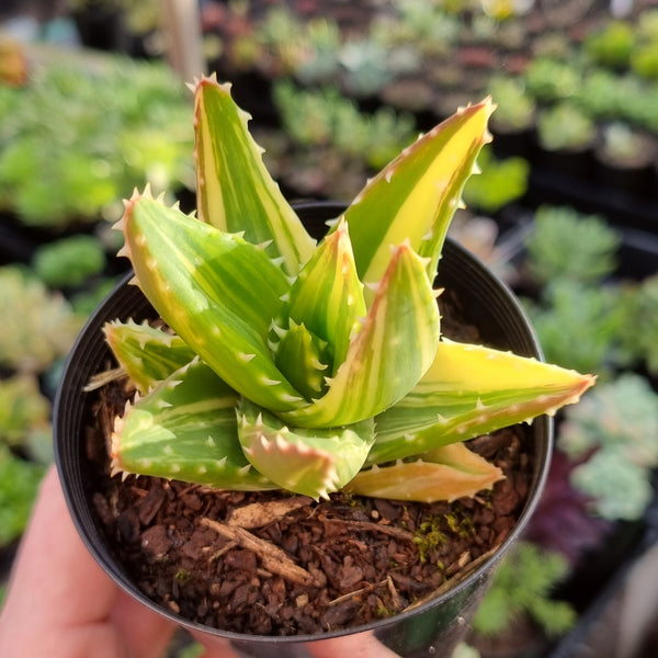 Aloe mitriformis variegata (limit x1 per order)