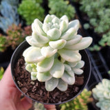 Sedum clavatum variegated multihead (limit x2 per order)