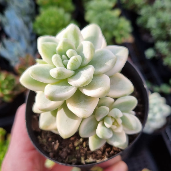 Sedum clavatum variegated multihead (limit x2 per order)