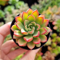 Sedeveria 'Darley Dale' (50mm pot)