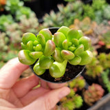 Sedum lucidum ‘Obesum’ (50mm pot)