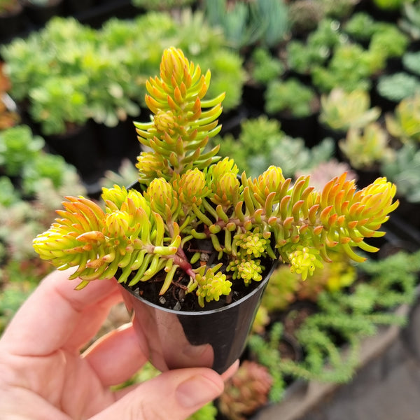 Sedum mexicanum 'Gold' (50mm pot)