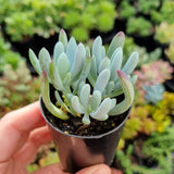 Senecio ‘Dwarf Blue Chalksticks’ (50mm pot)