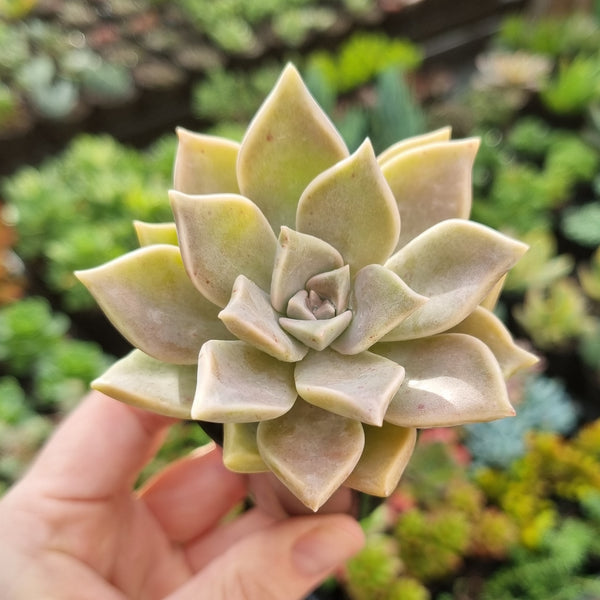 Graptopetalum paraguayense ‘Ghost’