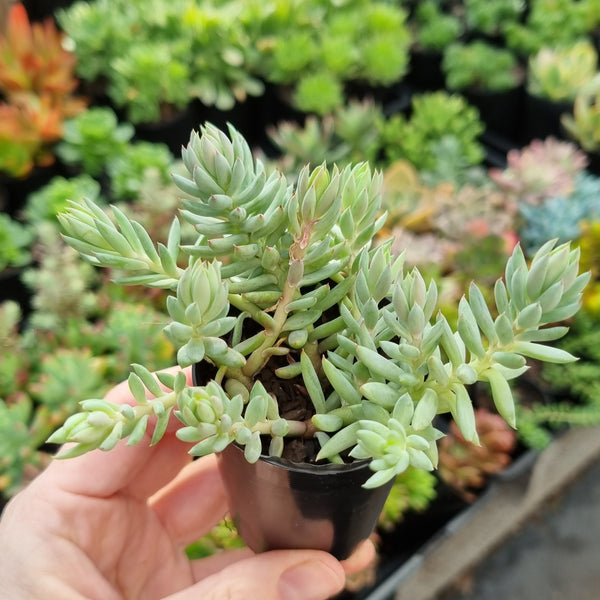 Sedum 'Blue Spruce' (50mm pot)