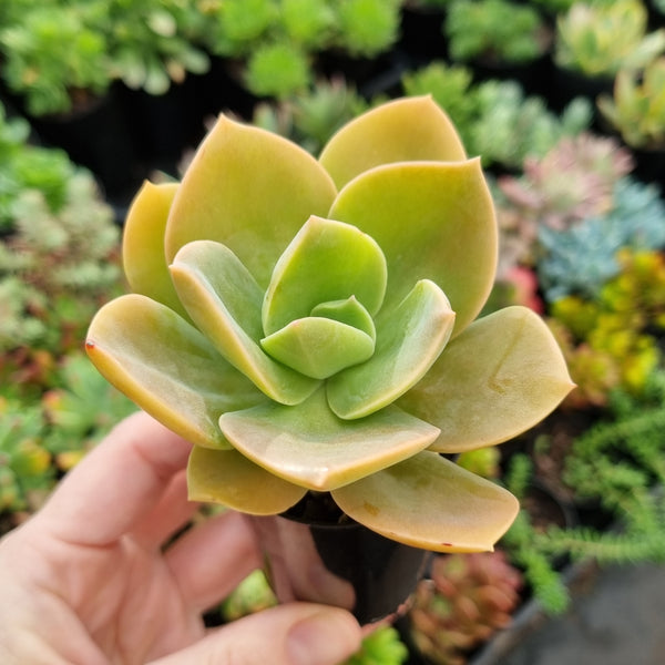 Graptoveria ‘David Cummings’ (50mm pot)