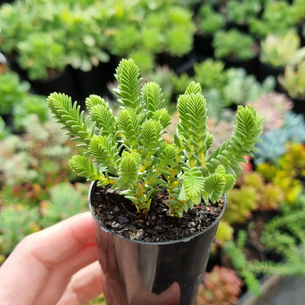 Crassula ericoides (50mm pot)