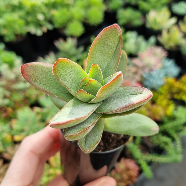 Crassula 'Shandy' (50mm pot)