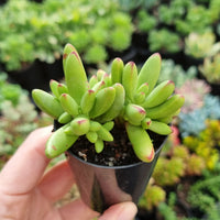 Crassula nudicaulis var. herrei (50mm pot)