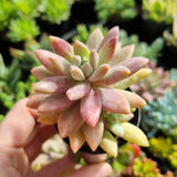 Pachyphytum ‘Frostbite’