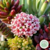 Crassula ‘Springtime’ (50mm pot)