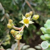 Graptopetalum ‘Rose Queen’ (50mm pot)