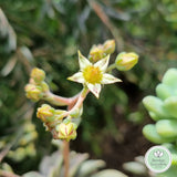 Graptopetalum ‘Rose Queen’ (50mm pot)