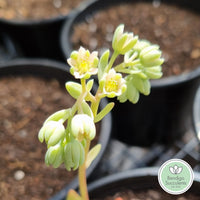 Sedum Unknown variety (not adolphii)