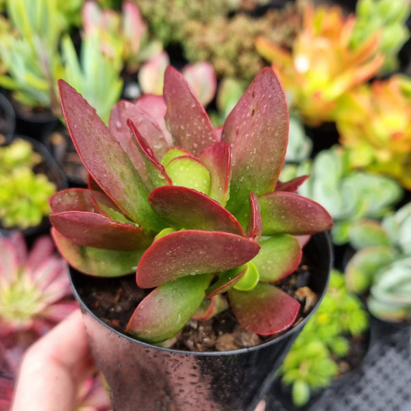 Crassula platyphylla