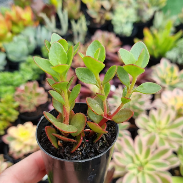 Kalanchoe manginii ‘Chandelier Plant’