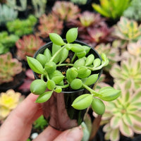 Senecio radicans ‘String of Beans’ (50mm pot)