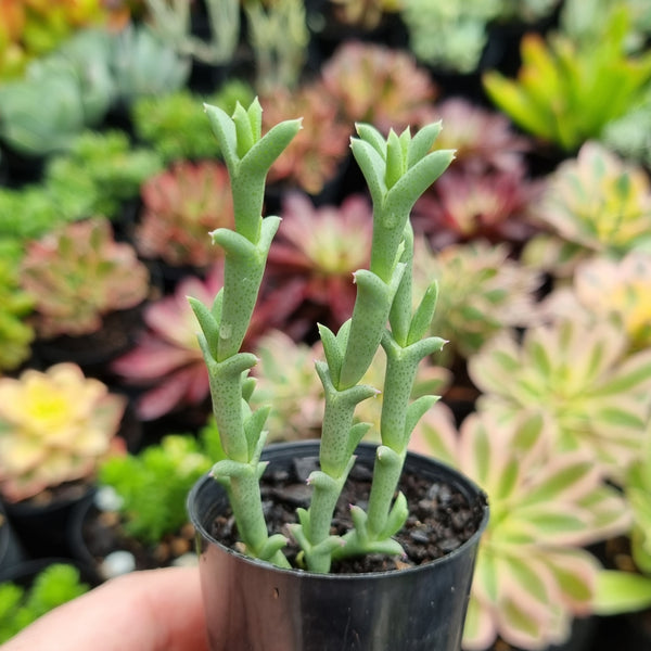 Ruschia uncinata (50mm pot)