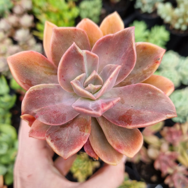 Graptoveria 'Fred Ives' monstrose form