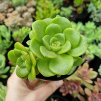 Aeonium 'Lily Pad'