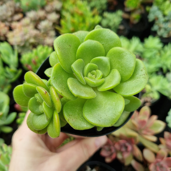 Aeonium 'Lily Pad'