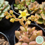 Graptosedum ‘Bronze Delight’ (50mm pot)