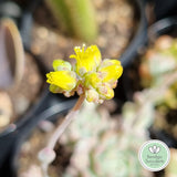 Echeveria prolifica (50mm pot)