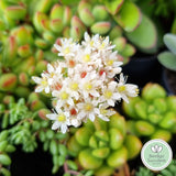 Sedum lucidum ‘Obesum’ (50mm pot)