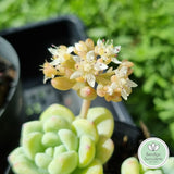 Sedum clavatum (50mm pot)