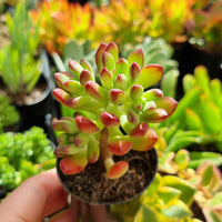 Echeveria macdougallii