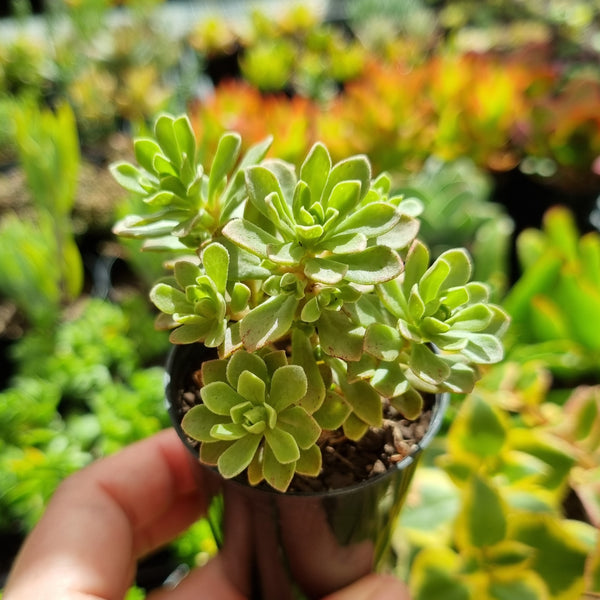 Aeonium spathulatum hybrid (50mm pot)