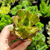 Aeonium ‘Bronze Medal’ (50mm pot)