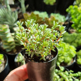 Crassula biplanata (50mm pot)