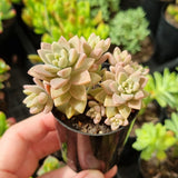 Sedeveria ‘Pink Granite’ (50mm pot)