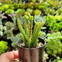 Crassula muscosa (50mm pot)