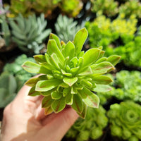 Aeonium x hybridum aka simsii (50mm pot)