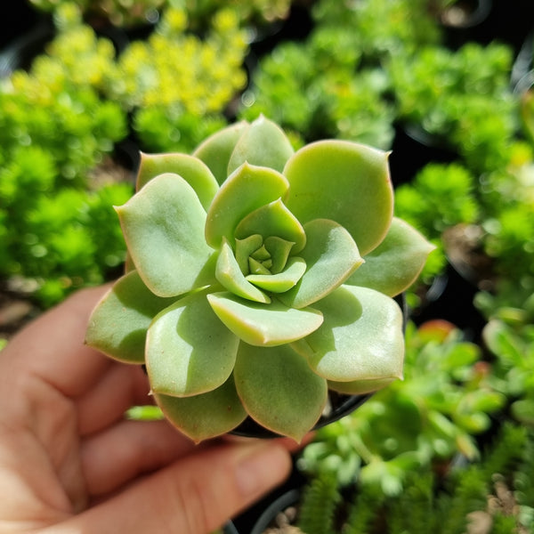 Echeveria ‘Semnan’ 