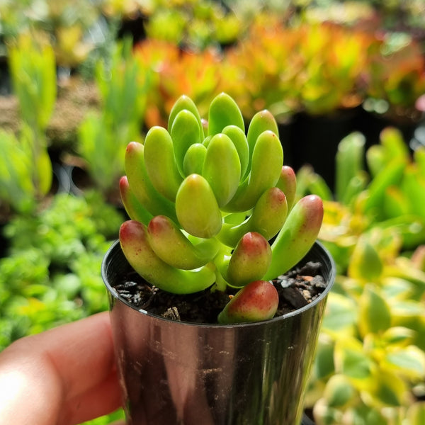 Sedum 'Jaspa' (50mm pot)