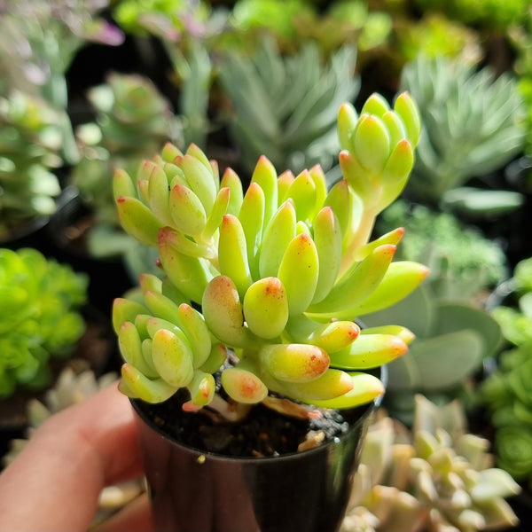 Sedeveria ‘Hummelii’ (50mm pot)