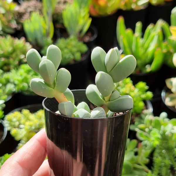 Corpuscularia lehmannii (50mm pot)