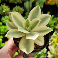 Graptoveria 'Fred Ives' white variegation (limit x1 per order)