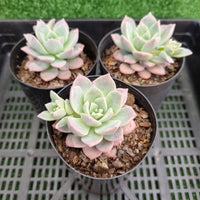 Graptoveria 'Milky Way'