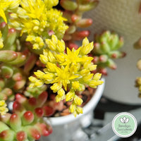 Sedum 'Aurora' Silk Variegation (limit x2 per order)