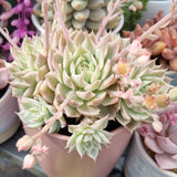 Graptoveria 'Margaret Reppin' variegated (also sold as E. 'halbingeri' variegated) (limit x2 per order)