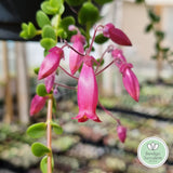 Kalanchoe uniflora