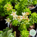 Sedum 'Spiral Staircase' flower 