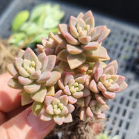 Sedeveria ‘Pink Granite’ (50mm pot)