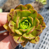 Aeonium ‘Bronze Medal’ (50mm pot)