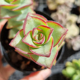 Crassula perforata giant form